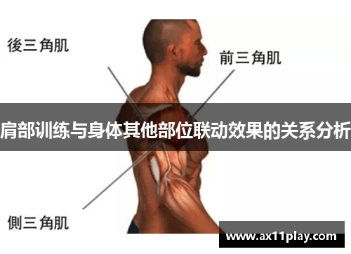 肩部训练与身体其他部位联动效果的关系分析