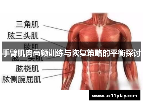 手臂肌肉高频训练与恢复策略的平衡探讨